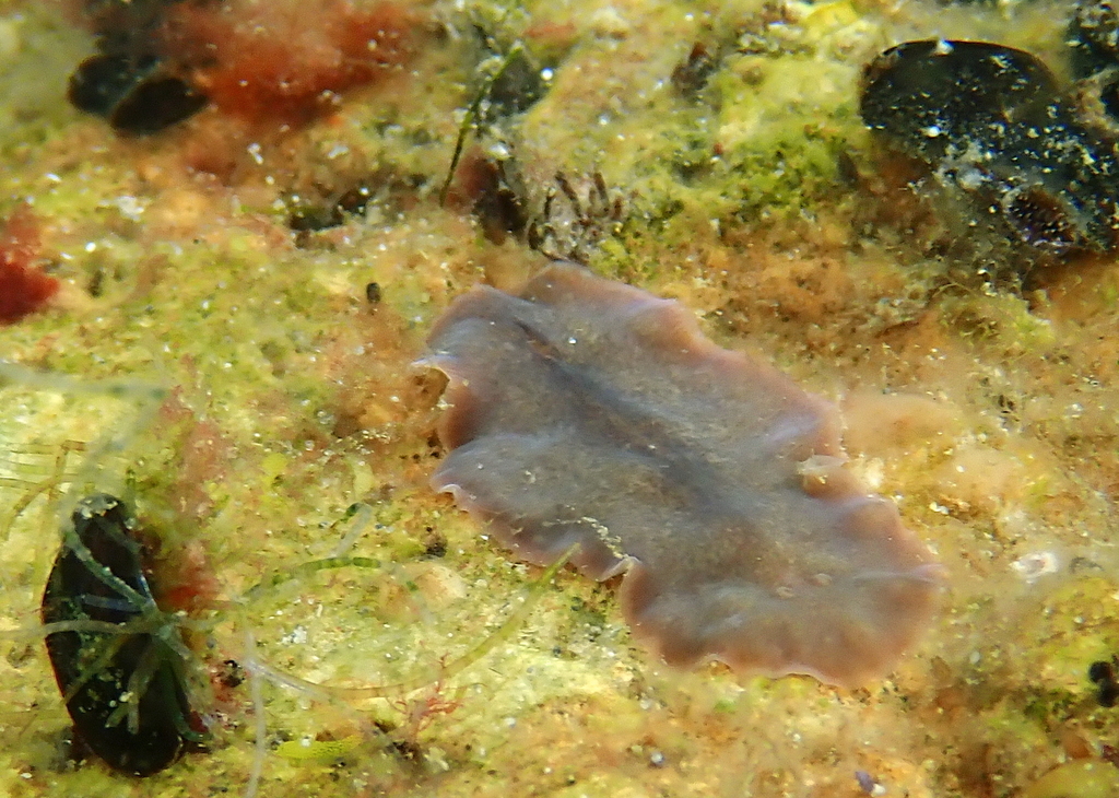 Imogine mediterranea