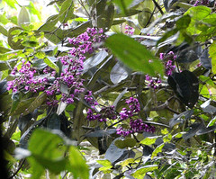 Meriania macrophylla