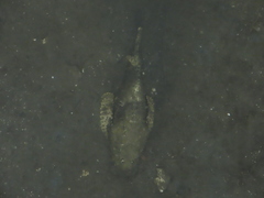 Opsanus beta