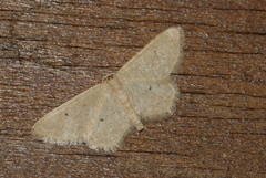 Idaea belemiata