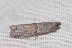 Cadra figulilella
