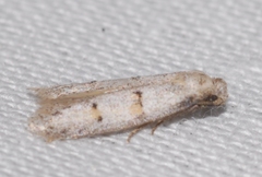 Symmocoides oxybiella