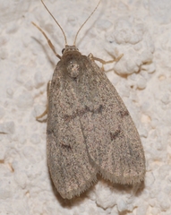 Apaidia mesogona