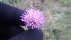 Cirsium filipendulum
