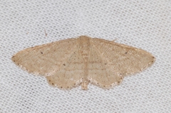 Idaea belemiata