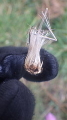 Cirsium filipendulum