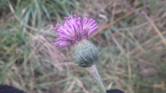 Cirsium filipendulum