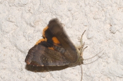Noctua janthina