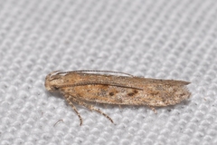 Scrobipalpa salinella