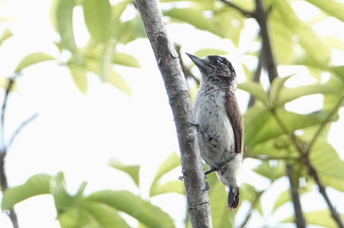 White-bellied Piculet (Picumnus spilogaster), photo 5