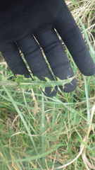 Cirsium filipendulum