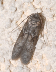 Blastobasis phycidella