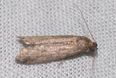 Ephestia woodiella