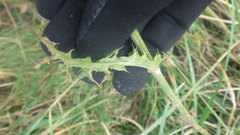 Cirsium filipendulum