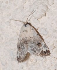Eublemma scitula