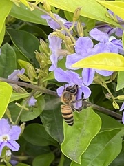 Apis mellifera