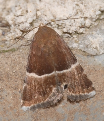 Eublemma suava