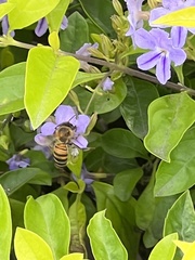 Apis mellifera