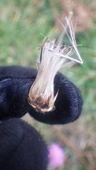 Cirsium filipendulum