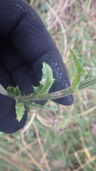 Cirsium filipendulum