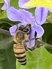 Apis mellifera