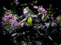 Meriania macrophylla