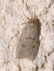 Apaidia mesogona