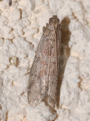 Ephestia woodiella