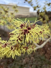 Hamamelis mollis