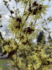 Hamamelis mollis