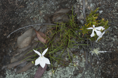 Lithotoma anethifolia