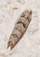 Blastesthia tessulatana