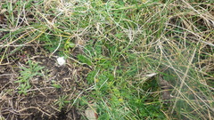 Daucus carota gummifer