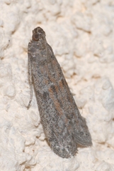 Cadra figulilella
