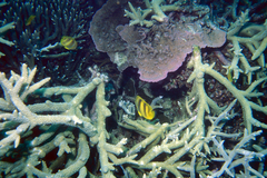 Chaetodon rainfordi