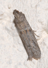 Cadra figulilella