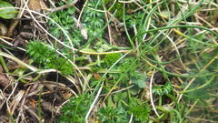 Daucus carota gummifer