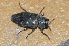 Chrysobothris affinis