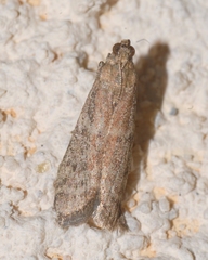 Ephestia woodiella