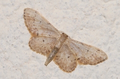 Idaea efflorata