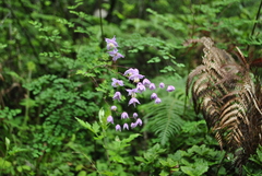 Thalictrum delavayi