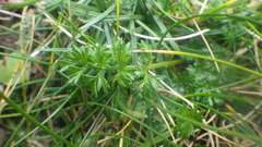 Daucus carota gummifer