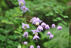 Thalictrum delavayi
