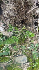 Daucus carota gummifer