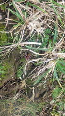Daucus carota gummifer