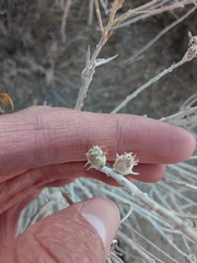 Rhopalomyia utahensis