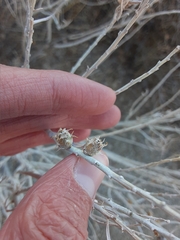 Rhopalomyia utahensis