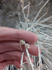 Rhopalomyia utahensis