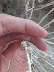 Rhopalomyia utahensis