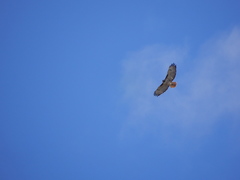 Buteo jamaicensis